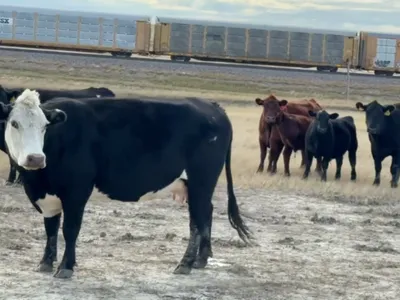 cattle listing photo