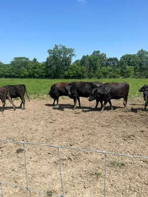 cattle listing photo