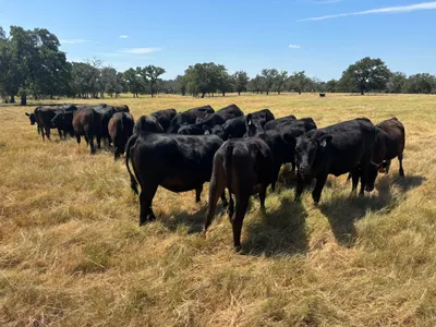 cattle listing photo