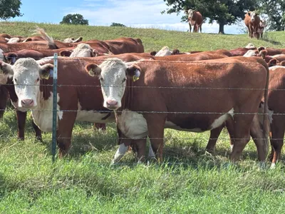 cattle listing photo