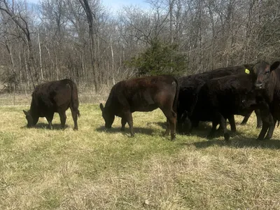 cattle listing photo