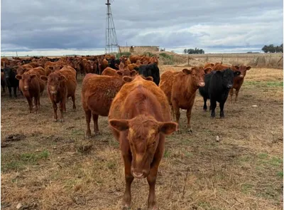 cattle listing photo