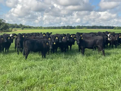cattle listing photo
