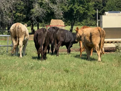 cattle listing photo