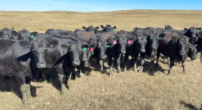 cattle listing photo