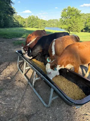 cattle listing photo