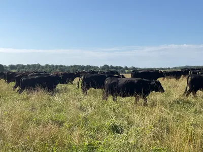 cattle listing photo