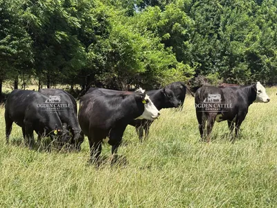cattle listing photo