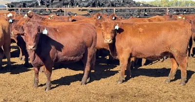 cattle listing photo