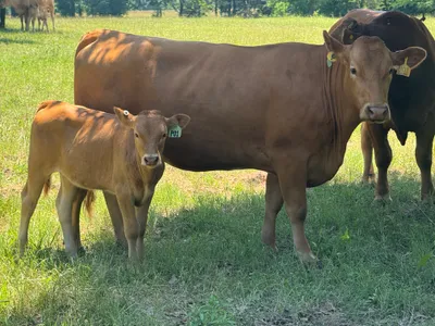 cattle listing photo