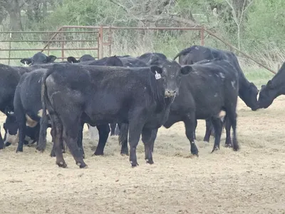 cattle listing photo