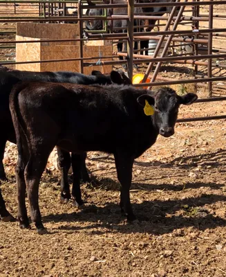 cattle listing photo