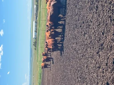 cattle listing photo
