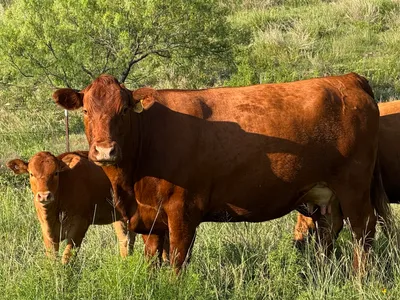 cattle listing photo