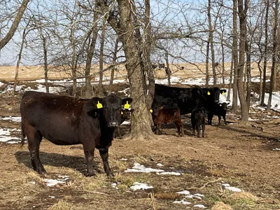 cattle listing photo