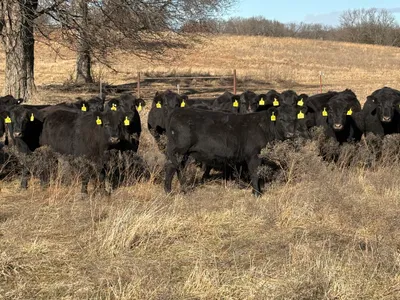 cattle listing photo