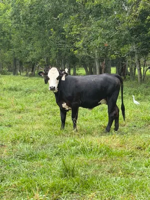 cattle listing photo