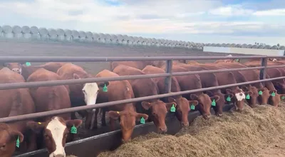cattle listing photo