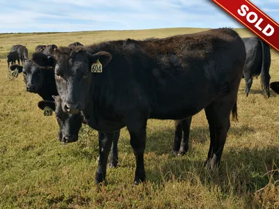 cattle listing photo