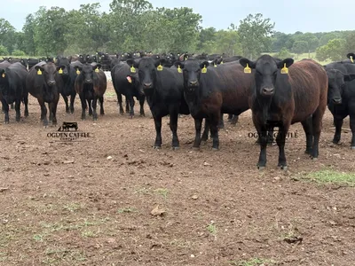 cattle listing photo