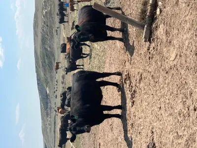 cattle listing photo