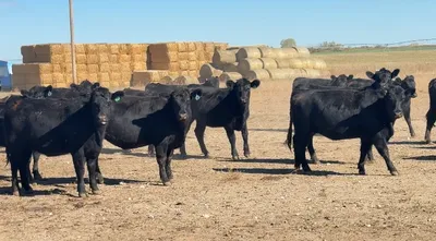 cattle listing photo