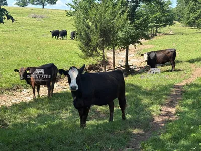 cattle listing photo