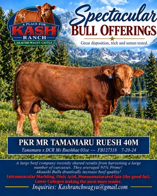 cattle listing photo