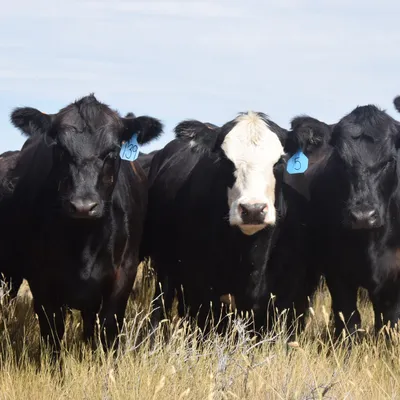 cattle listing photo