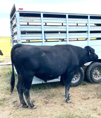 cattle listing photo