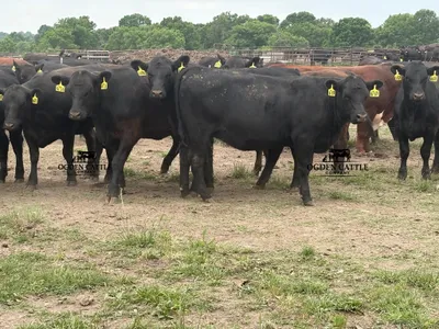 cattle listing photo