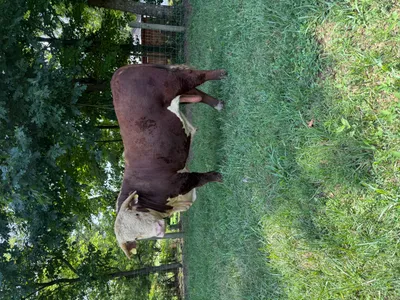 cattle listing photo