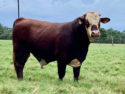 cattle listing photo