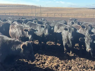 cattle listing photo