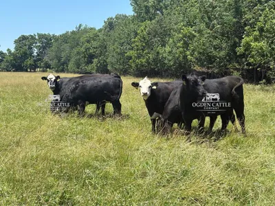 cattle listing photo