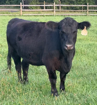 cattle listing photo