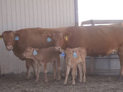 cattle listing photo