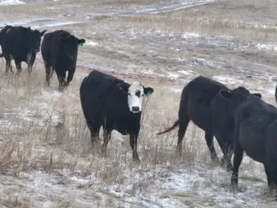 cattle listing photo