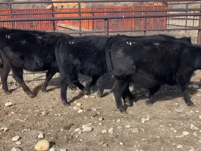 cattle listing photo