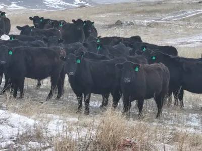 cattle listing photo