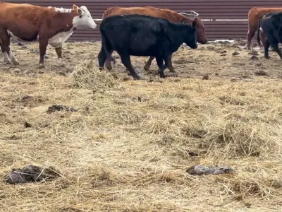 cattle listing photo