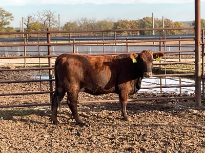 cattle listing photo