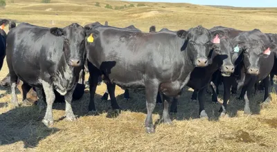 cattle listing photo