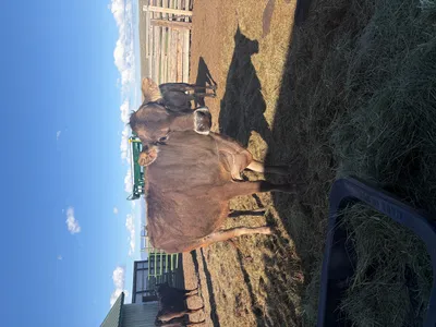 cattle listing photo