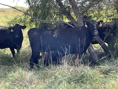 cattle listing photo