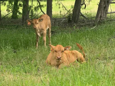 cattle listing photo