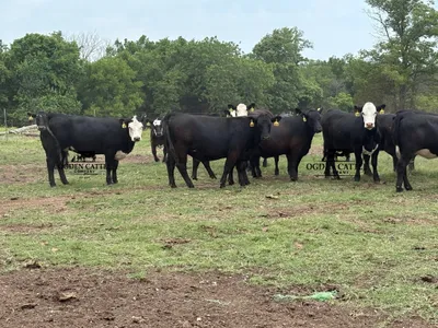cattle listing photo