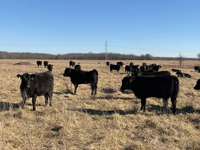 cattle listing photo