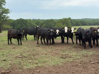 cattle listing photo