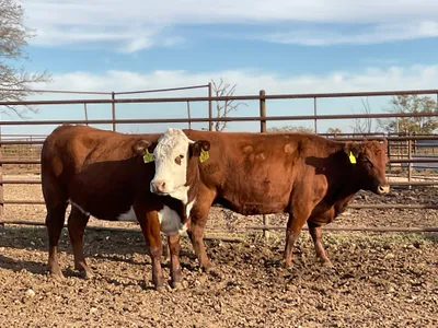 cattle listing photo